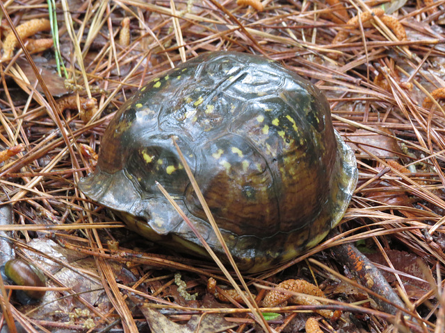 Box turtle