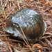 Box turtle