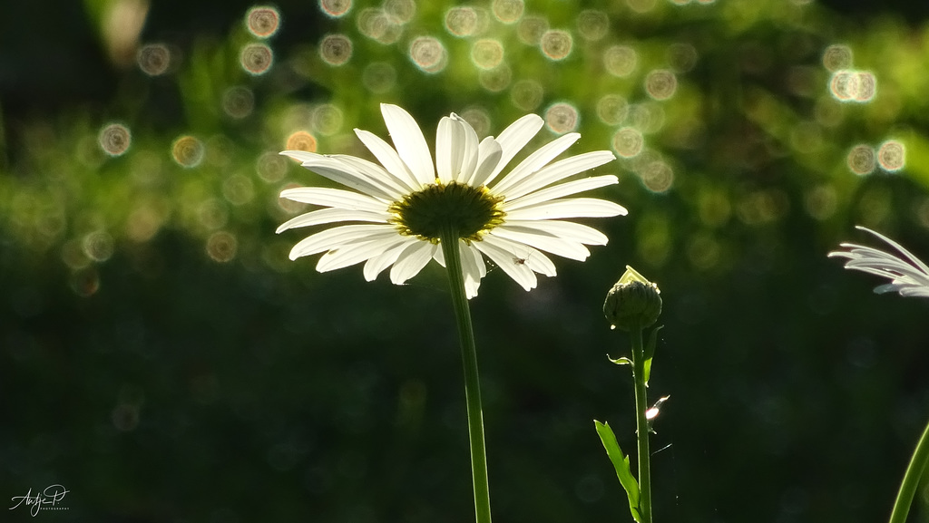 der sonne entgegen