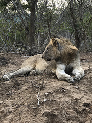 Young male lion