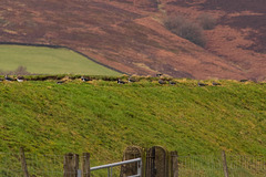 Lapwings facing the prevailng wind