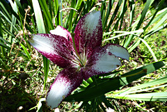 lys tigré, jardin de mon épouse