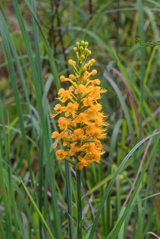 Platanthera cristata (Crested Fringed orchid)