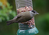 Blackcap