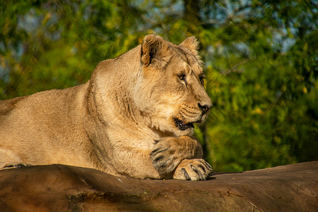 Lioness