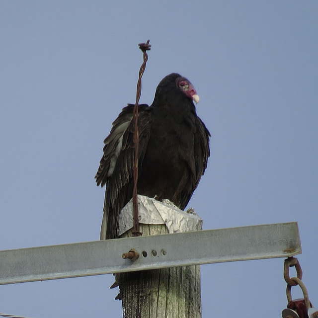 Turkey vulture (Cathartes aura)