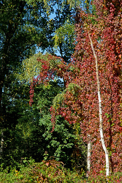 a Colorful harbinger of autumn !