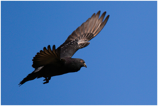 EF7A3326 Feral Pigeon