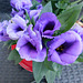 Eustoma russellianum . Lisianthus************