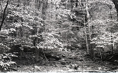 Woods 2