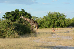 Botswana, Landscape with Giraffe and Impalas