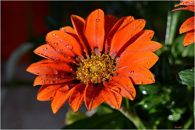 Gazania ...