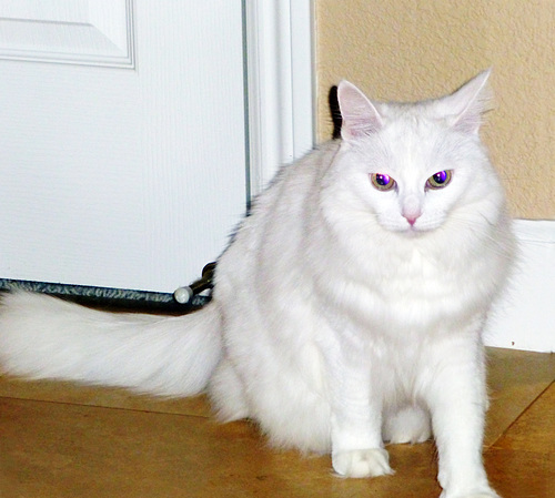 blue eyes