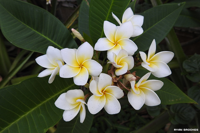 20190510-3285 Plumeria rubra L.