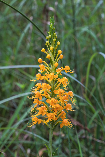 Platanthera cristata (Crested Fringed orchid)