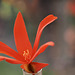 Eternal Flame