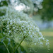 DSCF8742