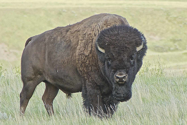 Bison 5