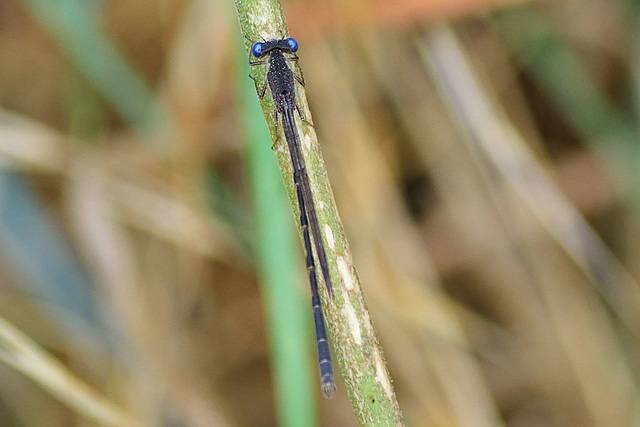 Common Winter Damselfly m (Sympecma fusca) 01