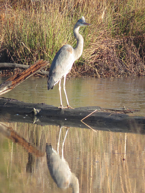 Great blue heron