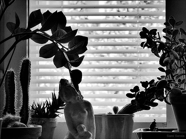 Windowsill experiment