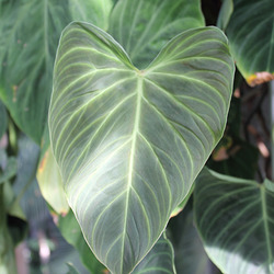 everywhere, hearts everywhere, hearts