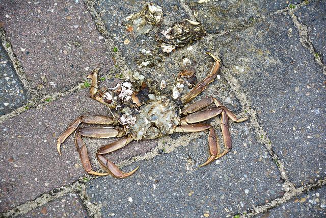 Crab