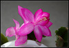 Schlumbergera rose