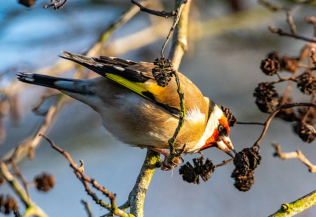 Goldfinch