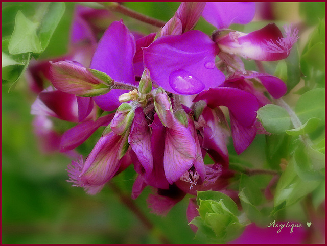 Bonne semaine !Polygala myrtifolia