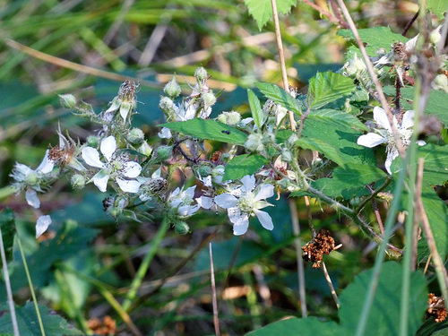Brombeerblüten