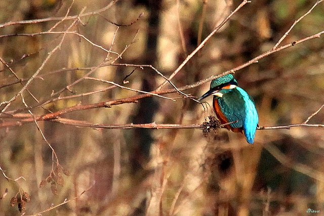 Belles couleurs "au soleil"