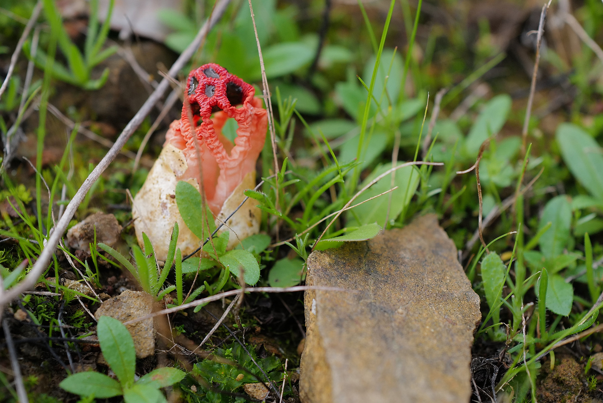 Clathrus cancellatus, Gaiola de bruxa, Penedos