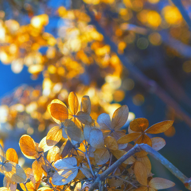 Fields Of Gold | Art & Nature | 2o14