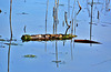 Floating in the Dipping Pond