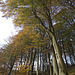 Spherical Autumn Tree - November 2007