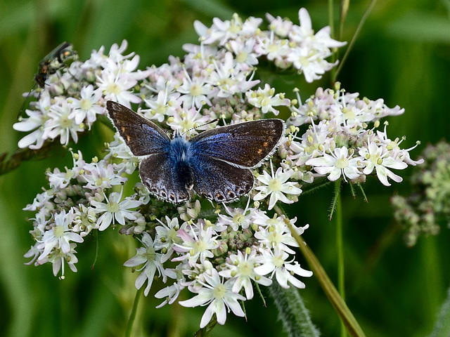 Common Blue f (Polyommatus icarus) DSB 0253