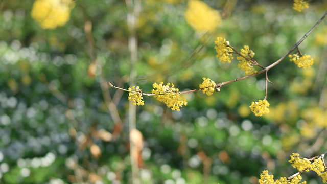 Kamelienblüte