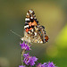 painted lady  2 sept 2017 st bruno DSC 3319