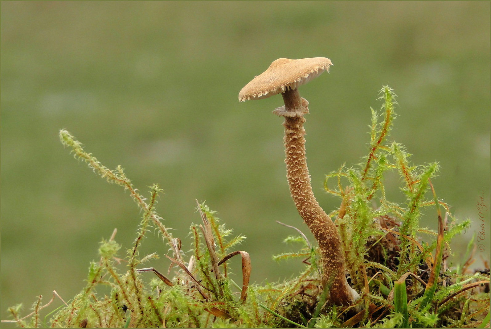 Oranjebruine korrelhoed (Cystoderma jasonis)...