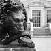 Lion at Kingston Lacy