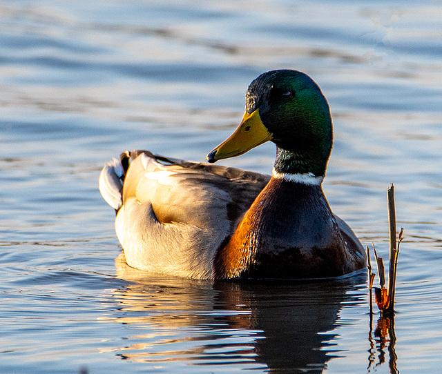 Mallard