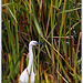 Aigrette  Garzette