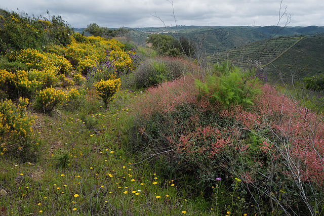 Penedos, Flowery path