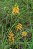 Platanthera cristata (Crested Fringed orchid)