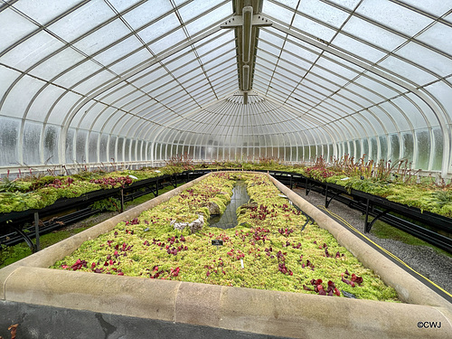 The Killer Plants' glasshouse