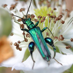 EOS 90D Peter Harriman 11 17 26 09291 swollenThighedBeetle dpp