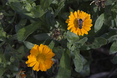 Dernier bain de soleil !