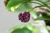 Platystele umbellata