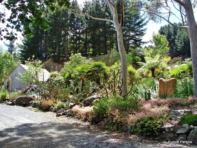 Succulents and Ferns